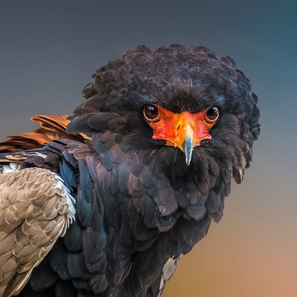 Bateleur (Terathopius ecaudatus), a medium-sized eagle in the fa