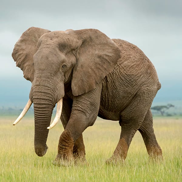 African Elephant (Loxodonta africana)