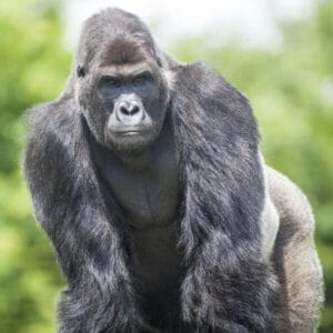 Gorille male - Gorilla - en gros plan