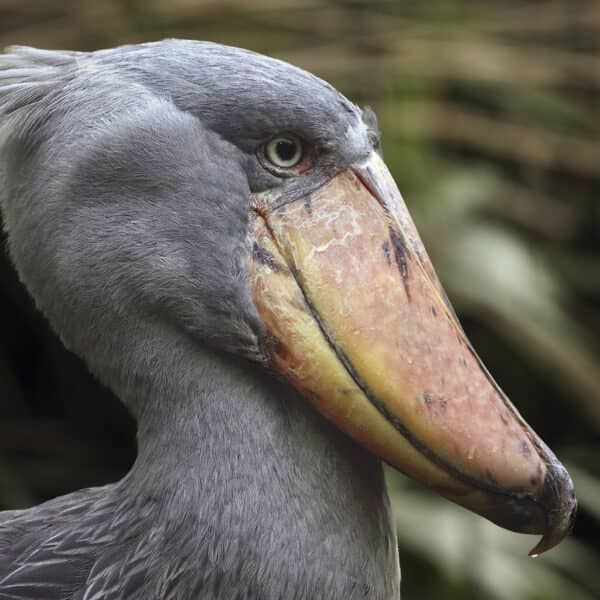 The shoebill (Balaeniceps rex) also known as whalehead or shoe-b