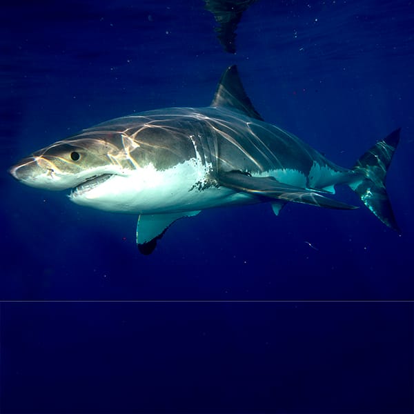 Great White shark ready to attack