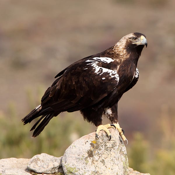 Spanish Imperial Eagle, Aquila adalberti