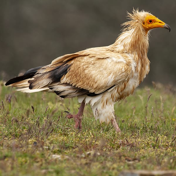 Closeup selective focus shot of a beautiful Egyptian vulture