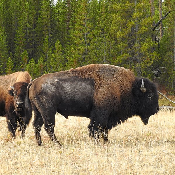 American Bison Bull and Cow during the Rut in Autumn