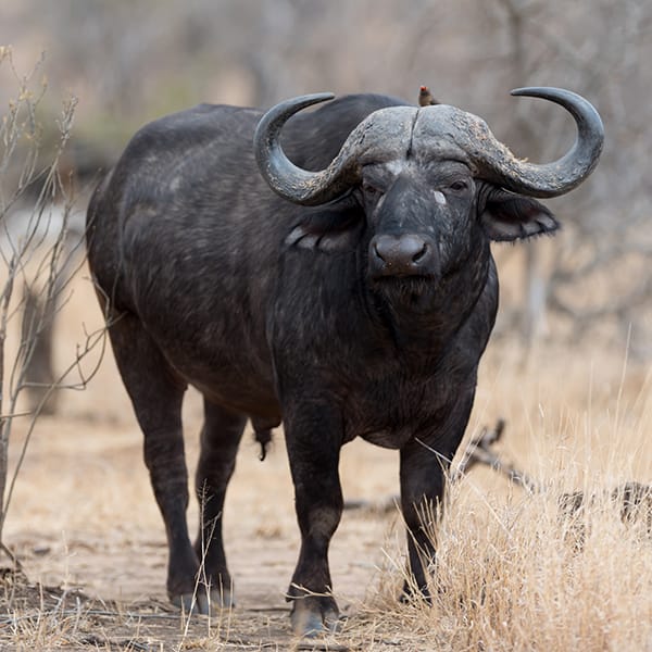 Cape buffalo portrait