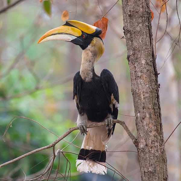 Great hornbill on branch on green background in nature