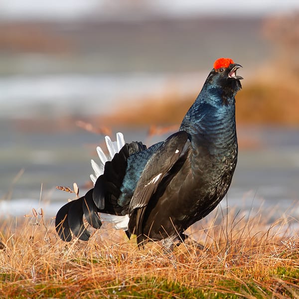 Gorgeous lekking male Black Grouse (Tetrao tetrix) early in the