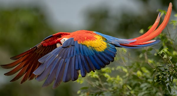 Scarlet Macaw in Costa Rica