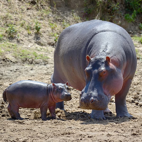 Hippo (Hippopotamus amphibius)