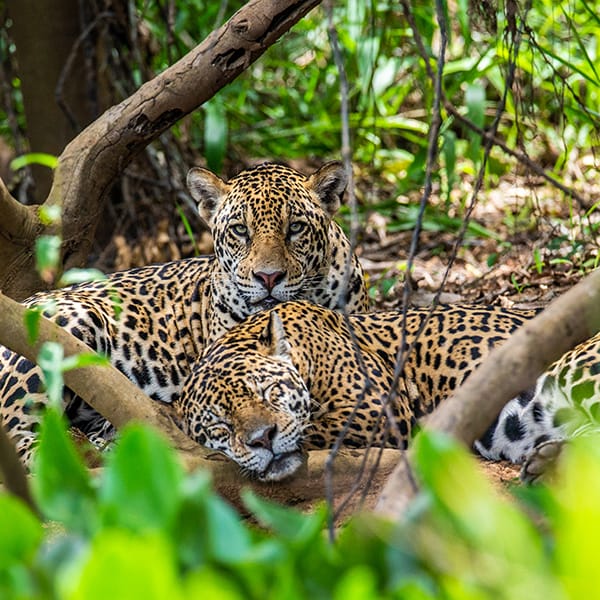 Two jaguars lie in the bushes in the jungle. A rare moment. Sout