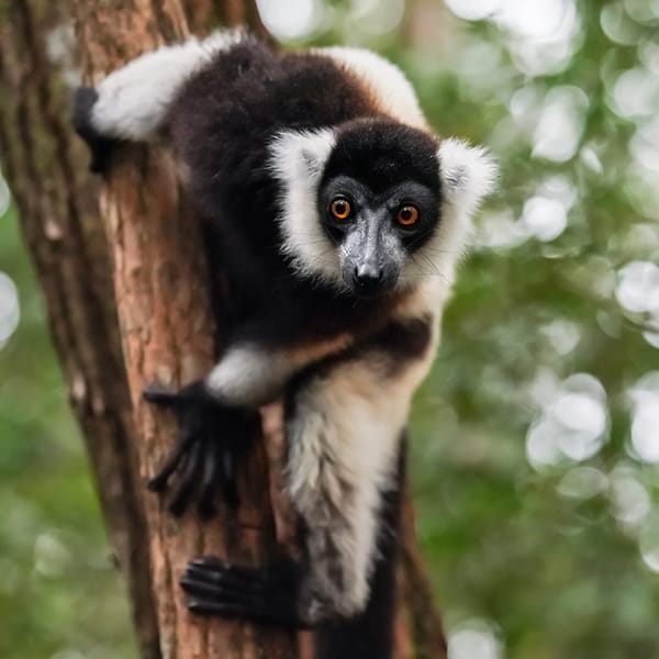 Black-and-white ruffed lemur - Varecia variegata - holding to a