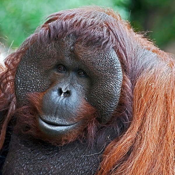 Bornean orangutan