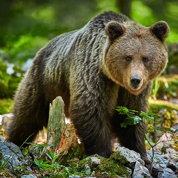 Wild brown bear (Ursus arctos) close up