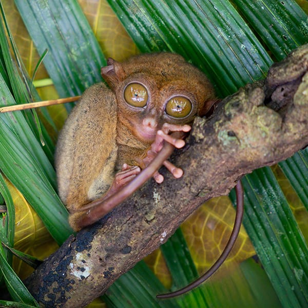 Close-up portrait of a Tarsier on a tree branch in Bohol, Philippines