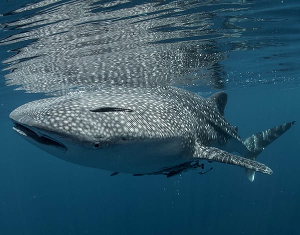 Tiburón Ballena_1_Ficha