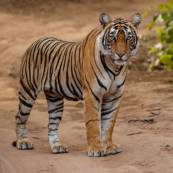 Tiger in the nature habitat. Tiger male walking head on composit