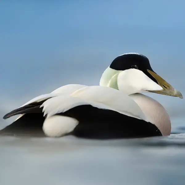 Eider común