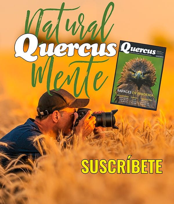 Pub_Quercus